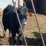 Scott Cattle Co. - @scott.cattle.co - Instagram