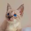 Scott - @scott_catt - TikTok