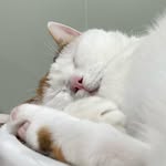 日日昌喵 - @scottcatt1201 - Instagram