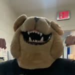 Biggie the bull dog 🤨 - @chambleehs_mascott - Instagram