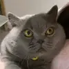 蓝猫嘟嘟 - @scottcheng3 - TikTok