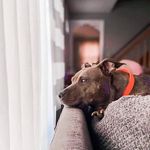 Scott Chestnut - @dhhitter8 - Instagram