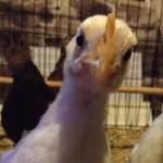Scott Chicken - @scott_the_chicken - Instagram