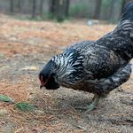 Scott Family Chicken Keepers - @scottchickenchatter - Instagram