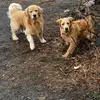 Scott Chisholm - @scott.chisholm - TikTok