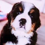 Scott Chivers - @th3_wookie - Instagram