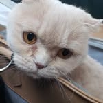 Cinnamon Bun - @cinnamon_the_scottish_fold - Instagram