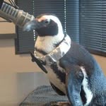 Scott Cinnamon - @webpenguins - Instagram
