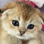 ScottishCinnamon - @scottishcinnamon - Instagram