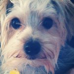 Scotty🐶 - @scottycolgan - Instagram
