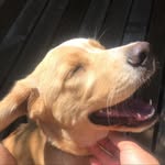 Scott como el confort - @doggy_scott_ - Instagram