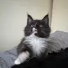 Maine Coons Scottish Borders - @maine.coons.scott - TikTok