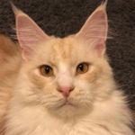 Scott and Moon the Main Coons - @scottandmoon - Instagram