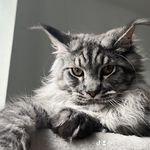 Scott des Zanimo Coon’s - @scottmainecoon - Instagram