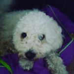 Scott Corbett - @teddy_cute_the_cavachon - Instagram
