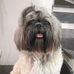 Scott Corrêa - @shitzuscott - Instagram