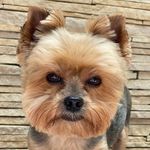 Scott Corrêa - @scottcorreaa - Instagram