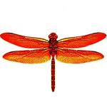 Dragonfly Sky Designs - @maryscottcoutts - Instagram