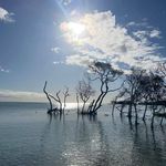 Scott Covington - @doorsblindsshuttersdirect - Instagram