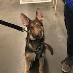 Loki Thor Scott Crowder - @in.the.life.of.loki - Instagram