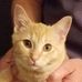 Penny Cat Scout Danko - Facebook