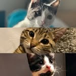 Scott, Eddy & Gösta🇸🇪 - @scottthecat2020eddy2021 - Instagram