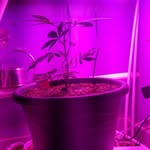 Scott Eickhoff - @northwestmocannabis - Instagram