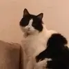 toxito_escalona - @scott.escalona - TikTok
