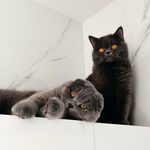 Marvel&Gaspar: Scottish love❤️❤️ - @marvel_gaspar_scottishgraycats - Instagram