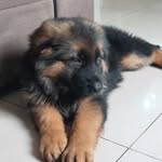 Scott - German Shepherd - @scott08pastoralemao - Instagram