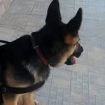 Scott 🐶🐾 - @scott_german_sherped - Instagram