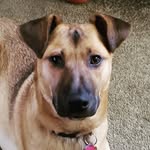 Scott German - @scottydogpops - Instagram