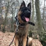 scott - @scott.germanshepherd - Instagram