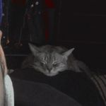 Scott Gillies - @scottgilliesvstheworld - Instagram