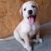 Scott dog - @scott.doglab - TikTok