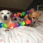 Betty And Buddy Scott-Golding - @bettybuddy123 - Instagram
