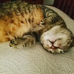 Scott Goodrich - @scottgvt - Instagram