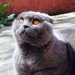 CELINE & LEONNE - @gorby_scottishfold - Instagram