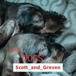 Scott and Greven - @scott_and_greven - Instagram