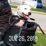 Scott Grout - @pittie.on.2.wheels - Instagram