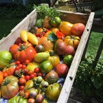 Scott A. Haack - @arcadialane_delicious_delivery - Instagram