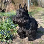 Hamlet - @hamlet.the.scottishterrier - Instagram