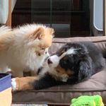 Scott Hargrove - @waylonisthree - Instagram