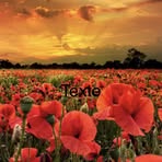 Scott Hearn - Facebook