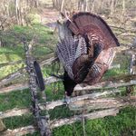 Scott Hearn - @scott.hearn.50 - Instagram
