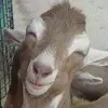ScottCHeeter - @scottcheeter - TikTok