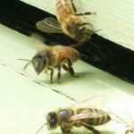 scotthembree - @savethebee - Instagram