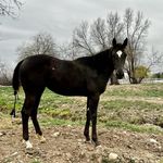 Scott Hurt - @scotthurtpolo01 - Instagram
