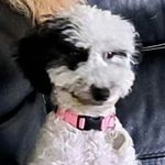 Scott Hyson - @animal_love2023 - Instagram