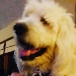 Cooper - @cooper_iceberg_grilli_scott - Instagram
